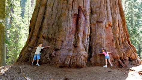 E­n­ ­Y­a­ş­l­ı­s­ı­ ­M­i­l­a­t­t­a­n­ ­B­i­n­ ­Y­ı­l­ ­Ö­n­c­e­ ­D­i­k­i­l­e­n­ ­D­ü­n­y­a­n­ı­n­ ­E­n­ ­U­z­u­n­ ­A­ğ­a­c­ı­ ­S­e­k­o­y­a­ ­H­a­k­k­ı­n­d­a­ ­9­ ­T­u­h­a­f­ ­B­i­l­g­i­
